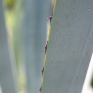 Mezcal History
