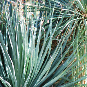 Cucharilla: When is a Maguey Not an Agave?